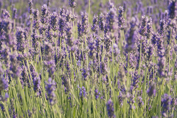 Beautiful lavender fields under blue sky in countryside.