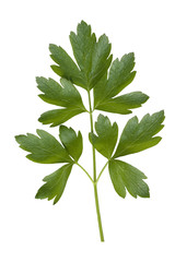Petersilie; Petroselinum; Crispum; Glatte;