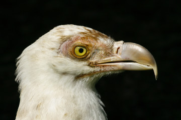 Portrait of a white vulture / Witte gier portret © photoPepp