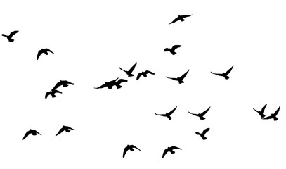 flock of pigeons on a white background