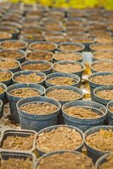 rows of smal pots with ground for seedlings