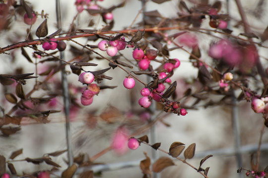 Pink and white coralberry fruits growing through a metal fence. The species is Symphoricarpos x chenaultii - Chenault coralberry