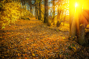 sunset with sun  in autumn forest instagram stile