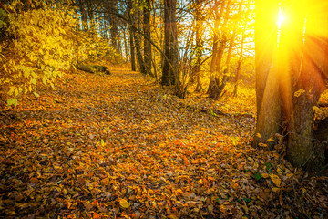 Fototapeta premium sunset with sun in autumn forest instagram stile