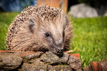Hedgehog 2