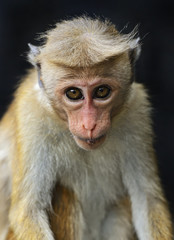 Macaca