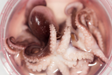 octopus. close-up