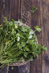fresh coriander or cilantro on wooden board