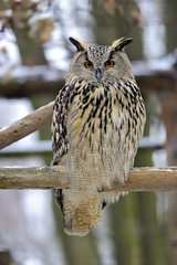 Eagle owls