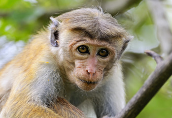 Macaca