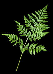 Beautiful Green fern leaf