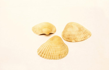 Sea Shells Isolated On The White Background