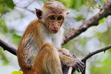 Macaca
