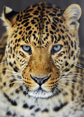 Obraz na płótnie Canvas Leopard