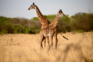 Two Giraffes in sunset Serengeti savannah