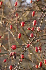 Many dog rose hips (Rosa canina) in sunlight