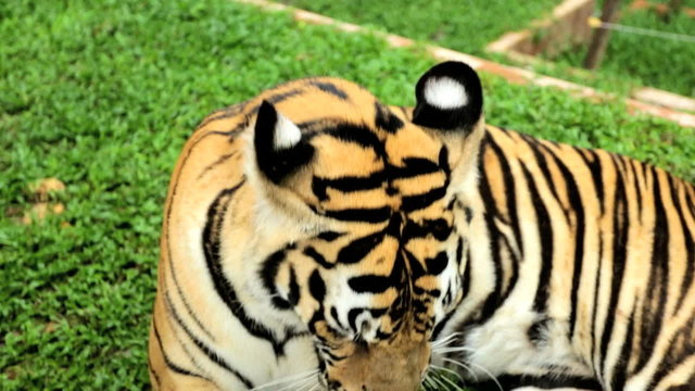 Tiger grooming itself, Southeast Asia