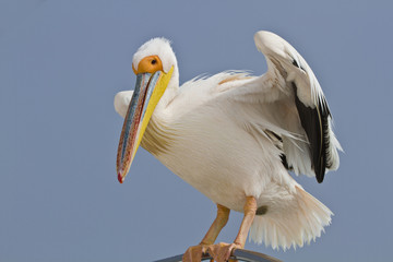 Pelikan breitet Flügel aus