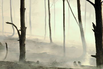 Smoke after a fire in the forest.