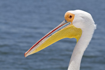 Pelikan close-up