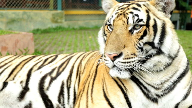Close up Asian Tiger, Southeast Asia