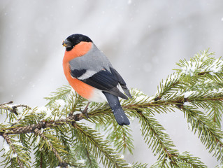 Снегирь, bullfinch © alex_bor