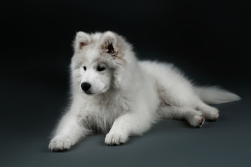 Fototapeta premium Lovable Samoyed dog lying on dark background