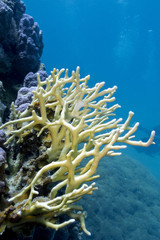 Fototapeta na wymiar coral reef with fire coralin tropical sea , underwater