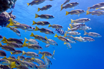 Fototapeta na wymiar coral reef in tropical sea with shoal of goatfish - underwater
