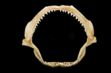 skeleton of a shark's mouth close up