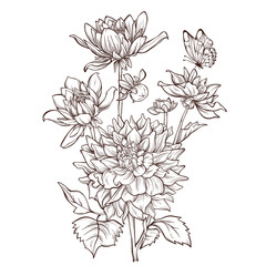 Vector dahlia flower isolated on white background.  - obrazy, fototapety, plakaty
