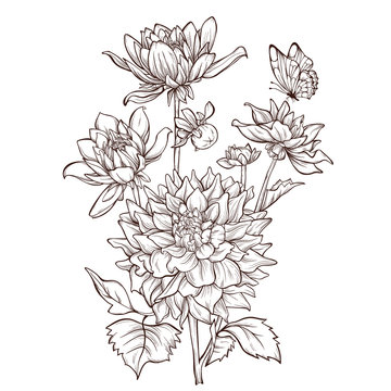 Vector dahlia flower isolated on white background. 