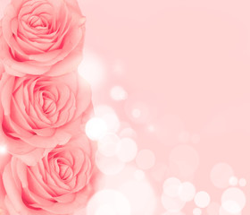 Fototapeta na wymiar Flower rose