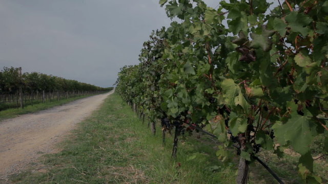 Two vineyard's split with macadam road on sunny day