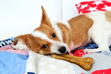 Dog with rawhide bone on sofa