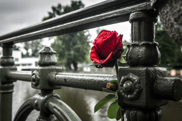 Red withered rose on a bridge in Prague.