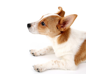 Cute dog with  with rawhide bone