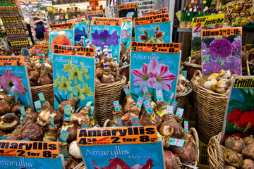 bulbi di tulipani, amterdam © frabimbo