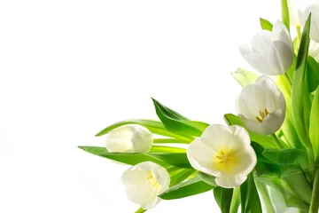 Crédence de cuisine en verre imprimé Printemps tulipes blanches isolées sur fond blanc