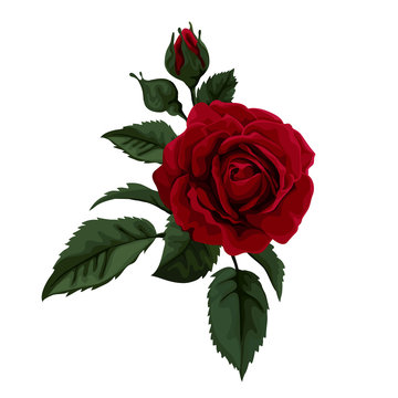 Beautiful red rose isolated on white. Perfect for background .