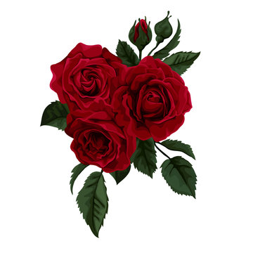 Beautiful red rose isolated on white.