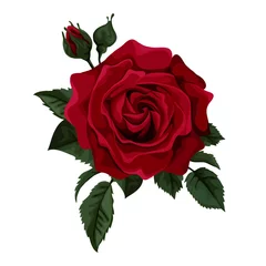 Beautiful red rose isolated on white. © j_bunina