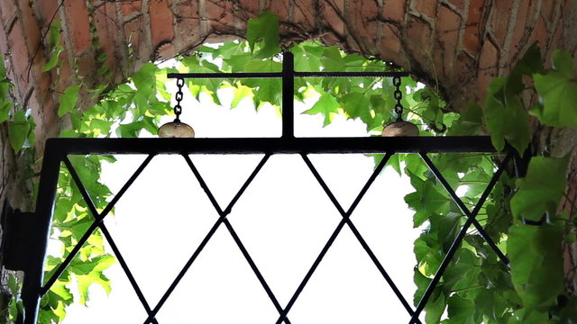 Shot of the nice iron fence sourrounded with vine