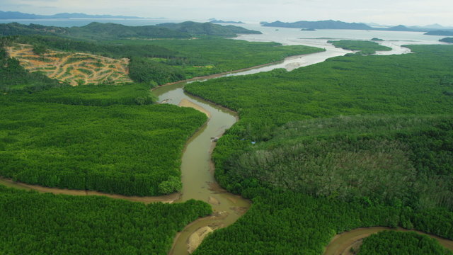 Aerial view Rubber tree plantations mangrove forests, Thailand,