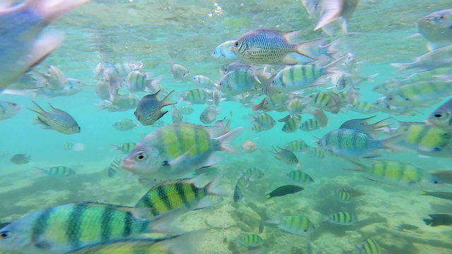 Tropical ocean fish feeding Southeast Asia