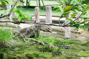 Iguana under tree