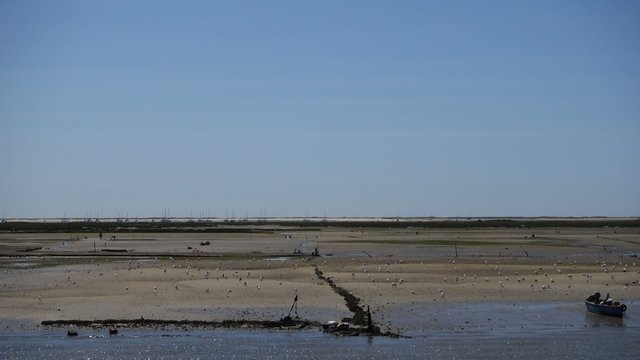 Portugal - Harvest Mussels at Ria Formose Sea Landsape