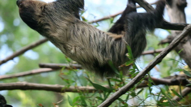 Shot of a sloth slowly climbing on tree branches