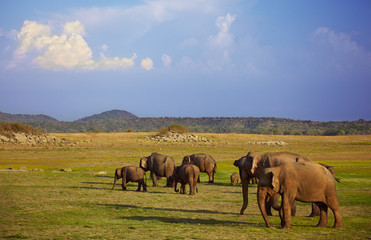 Fototapeta premium Grazing elephants