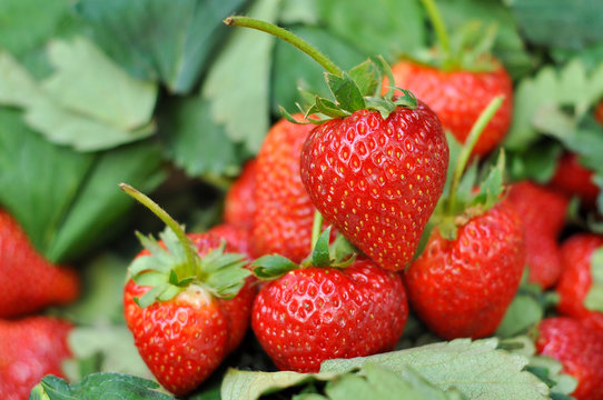 Fresh strawberry